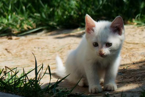 ͻ˹йԮͻҽƶӰ䷢֤